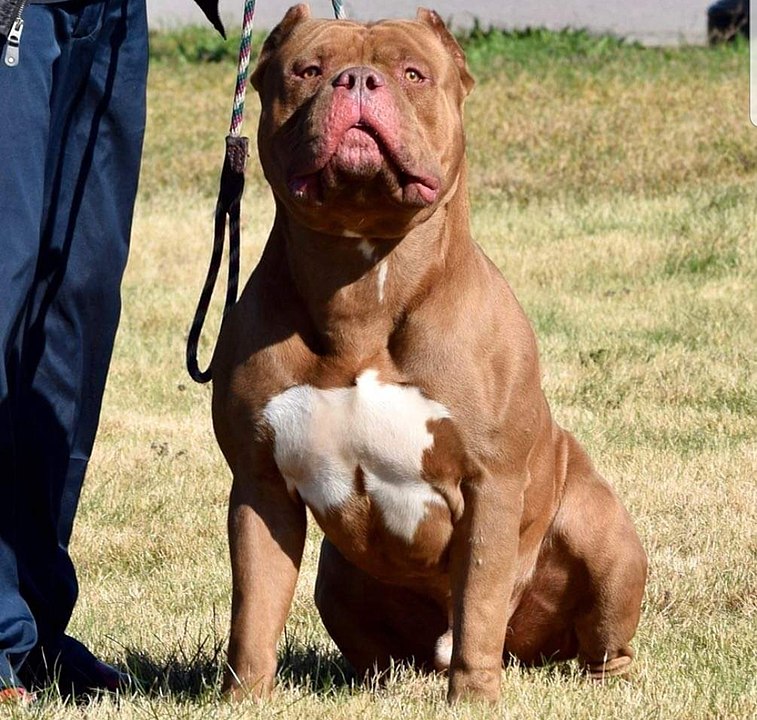 Ireland to ban XL Bully dogs