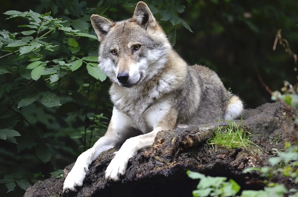 EU to downgrade legal protections for wolves