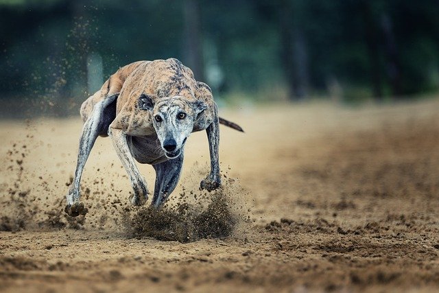 Stricter greyhound racing laws come into effect