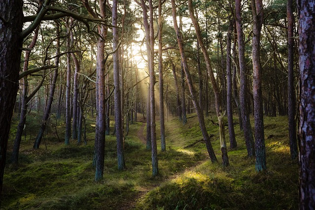 Alarm as EU proposes 12-month delay to deforestation law