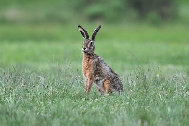 Ministers urged to ban 'barbaric' hare coursing