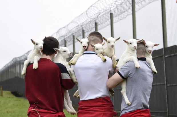 NI: Young offenders help deliver kid goats at Hydebank